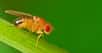 Drosophila melanogaster. Elle n’a l’air de rien et pourtant, grâce à la première carte complète de son cerveau, les chercheurs espèrent pouvoir mieux comprendre les mécanismes de la pensée. © Tomas, Adobe Stock
