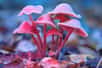 Des champignons contenant de la psilocybine. © Sergei, Adobe Stock 