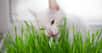 Vous avez sans doute déjà observé votre chat se mettre à manger de l’herbe. Étonnant pour un animal carnivore. Pourtant ce comportement lui est utile. Pourquoi ?