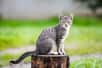 « Le chat est le seul animal qui soit arrivé à domestiquer l'homme » disait Marcel Mauss. © Castenoid, Adobe Stock