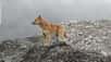 Voici un chien sauvage des Highlands en Indonésie. © New Guinea Highland Wild Dog Foundation