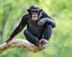 La lèpre est une maladie infectieuse causée par une bactérie qui touche l'Homme mais aussi les animaux. Une nouvelle étude partage le cas de plusieurs centaines de chimpanzés lépreux en Afrique. L'origine de la contamination échappe encore aux scientifiques.