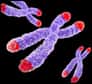 Le chromosome X a longtemps été considéré comme stable et féminin. Des chercheurs viennent de prouver l’inverse. En comparant ces chromosomes d’Hommes à ceux de souris grâce à une technologie de séquençage performante, ils ont montré que plusieurs gènes différaient entre les deux espèces et qu’ils jouaient un rôle dans la formation du sperme chez les mâles.