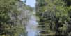 La Louisiane — ici, un paysage de bayou — connaît un climat subtropical humide. © Jan Kronsell, Wikipedia, CC by-sa 3.0