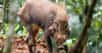 En Indonésie, des chercheurs sont parvenus à photographier le « cochon le plus laid au monde ». De quoi projeter sur le devant de la scène une espèce classée en danger par l’Union internationale pour la conservation de la nature (UICN)... et pas si moche, finalement.