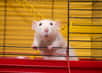 Une équipe de chercheurs a réussi à apprendre à des rats de laboratoire à conduire pour aller chercher une récompense telle que de la nourriture. Une expérience qui permet d'en savoir plus sur l'intelligence animale. 