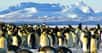 Pingouin et manchot sont des appellations dites « vernaculaires ». En d’autres termes, elles ne renvoient pas réellement à des distinctions scientifiques. Pourtant, pingouin et manchot sont différents aussi bien par leur morphologie que par leur habitat.