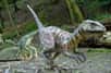 Les célébrissimes vélociraptors de Jurassic Park n’ont qu’à bien se tenir car un autre petit génie menace de leur voler la vedette. Certes, la fiction a exagéré leurs traits mais ils restent très intelligents pour des dinosaures.
