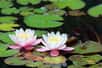 Le nénuphar est une plante aquatique emblématique, connue pour ses larges feuilles flottantes et ses fleurs élégantes aux couleurs variées. Il symbolise la sérénité, l’équilibre et la beauté naturelle des bassins et étangs. Facilement reconnaissable, le nénuphar n’est pas seulement esthétique : il joue aussi un rôle essentiel dans l’équilibre écologique des milieux aquatiques.