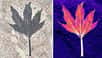 En exposant des fossiles de plantes datant de 50 millions d’années à des faisceaux de rayons X dix milliards de fois plus brillants que la lumière du Soleil, une équipe de chercheurs a pu comparer leur biochimie à celle des plantes modernes. En provenance de la formation de la Green River, dans l'ouest des États-Unis, ces feuilles fossiles de l'Éocène, exceptionnellement bien conservées, ont révélé une structure chimique semblable à celle des végétaux d’aujourd’hui.