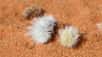 À gauche, une « fourmi de velours » blanche. À droite, un fruit de créosotier. © Joseph Wilson, Utah State University
