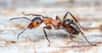 Comment les fourmis font-elles pour être aussi fortes ? Connues pour leur capacité à rapporter à la colonie des aliments pesant plusieurs fois leur poids, ces petits insectes auraient gagné leurs muscles en échange de leur capacité à voler.