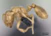 Solenopsis fugax est une espèce de fourmi voleuse, dont la petite taille lui sert à se faufiler dans les nids d'autres fourmis pour dérober leur couvain et s'en nourrir. © April Nobile, AntWeb.org, CC by-sa 3.0