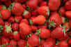 La fraise est comme la tomate au potager, incontournable. De culture facile, cultivez des pieds de fraisiers dans votre jardin, sur votre balcon ou sur le rebord de votre fenêtre. De forme allongée ou ronde, au goût sucré ou légèrement acidulé, le choix de variétés est large.