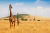 À cause de leur long cou, les girafes ne pratiquent pas le flehmen comme les autres mammifères © Sergey Novikov, Adobe Stock