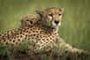 Il resterait moins de 7.000 guépards dans la nature. ©&nbsp;Nick Dale, Adobe Stock
