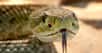 L’herpétologie se consacre à l’étude des reptiles et des amphibiens. © Foto-Rabe, Pixabay, CC0 Creative Commons 