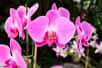 De retour de la jardinerie, vous avez rapporté de belles orchidées ? Appréciées pour leur élégance et leur beauté, ces fleurs d’exception ont depuis longtemps séduit les amoureux des plantes et du jardinage. Cependant, un entretien particulier s’impose afin de les préserver.