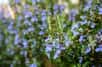 Le romarin est une plante aromatique qui produit des fleurs bleues comestibles, leur goût donne aux plats une saveur méditerranéenne. © Maren Winter, Fotolia