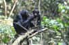 Chez les bonobos, les mères jouent les entremetteuses pour que leurs fils trouvent un bon parti et leur donne plein de petits-enfants, d'après une nouvelle étude qui souligne l'influence particulièrement forte des femelles bonobos sur la fertilité de leur progéniture.