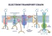 Schéma illustrant la chaîne respiratoire du transport d'électrons © VectorMine, Adobe Stock