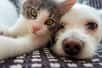 Une étude surprenante révèle un lien mystérieux entre la possession de chats et la schizophrénie. Les chercheurs australiens ont analysé 17 études sur 44 ans, couvrant 11 pays. Leur conclusion ? Vivre avec un félin pourrait doubler le risque de troubles schizophrènes. Cette découverte soulève des questions intrigantes sur notre relation avec nos compagnons à quatre pattes.