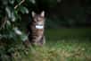 Dans le sud de la France, les gendarmes ont interpellé dimanche un voleur de voiture grâce à un collier pour chat présent dans le véhicule.