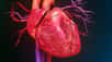 Des chercheurs du MIT sont parvenus à créer le jumeau fonctionnel imprimé en 3D d’un cœur humain. Il devrait permettre aux patients nécessitant une transplantation d’augmenter les chances de réussite de celle-ci.