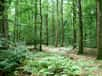 Des changements affectent directement le rôle essentiel de « poumon vert » de nos forêts. © photlook, Adobe Stock