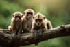 Des scientifiques chinois sont parvenus à cloner un macaque. © DracolaX, Adobe Stock