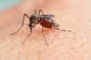 La dengue peut être transmise à l'Homme par le moustique-tigre. © Frank29052515, Abobe Stock