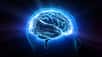 Les chercheurs ont réalisé une grande étude sur des cerveaux humains préservés et ont fait une découverte étonnante. © Bluebackimage, Adobe Stock