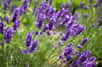 Avec leur longue floraison et des brins en quantité, les lavandes sont les stars parfumées de l’été. Leurs épis mauve ou blancs offrent des effluves subtils dans les massifs, les potées, les bordures ou les rocailles. Multipliez facilement les lavandes.