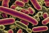 Le propionate, un composé sécrété par les bactéries intestinales, pourrait atténuer les manifestations de la maladie d’Alzheimer. © Aleksandr, Adobe Stock (image générée par IA)