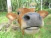 Des chercheurs britanniques ont étudié la conversation des vaches et trouvé qu’elles émettaient des sons différents selon la distance entre elles et leur veau. Celui-ci émet un Meuh ! particulier quand il veut du lait de sa mère.