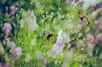 Les auxiliaires du jardin sont multiples et profondément utiles pour la biodiversité ! ©Emiel Molenaar, Unsplash