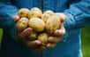 Une fois que les pommes de terre du potager sont arrachées, entre le mois de juillet et septembre, suivant les variétés, conservez-les de longs mois pour les cuisiner au fur et à mesure de vos besoins.