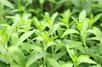 Vous avez déjà dû entendre parler de la stévia (Stevia rebaudiana), reconnue pour son pouvoir sucrant. Sachez que vous pouvez cultiver cette plante tropicale aromatique, originaire d’Amérique du Sud. Vivace, vous pourrez la cultiver dedans-dehors et la conserver longtemps.