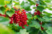 Récolter des petits fruits rouges dans son jardin reste un véritable plaisir. Avec de simples boutures, vous pouvez multiplier les pieds pour renouveler vos petits arbres fruitiers, en offrir ou bien faire des échanges. Lancez-vous pour le bouturage de groseillier, simple à réaliser.