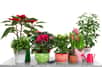 En hiver, avec le chauffage qui assèche l’ambiance de nos intérieurs et la baisse de luminosité, on se doit d'être aux petits soins pour nos plantes d’intérieur. Choyez vos plantes fleuries, cactées et autres plantes vertes pour égayer votre maison ou appartement tout l’hiver.