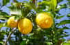 Le citronnier, un agrume apprécié pour ses fruits acidulés, est facile à cultiver mais sensible au froid. Comment protéger efficacement votre citronnier durant les mois d'hiver ? Découvrez nos conseils pour entretenir votre citronnier et le préserver des rigueurs de l'hiver.
