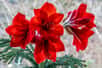Floraison majestueuse de l'amaryllis.&nbsp;© Ina, Adobe Stock