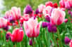 Plantez les bulbes de tulipe en début d’automne afin de profiter des floraisons de mars jusqu’en mai, en fonction des variétés et des régions de culture. La famille des tulipes propose des formes, des hauteurs et des couleurs variées. Seules, associées à d’autres bulbes ou des plantes vivaces, vous obtiendrez des massifs et compositions aux couleurs dynamiques pendant de longs mois.