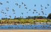 Est-ce que c’est vrai que les oiseaux migrateurs reviennent tous exactement au même endroit chaque année ?Alors ce qui est vrai c’est que chaque année, des millions d’oiseaux quittent leur territoire pour parcourir parfois des milliers de kilomètres à la recherche de conditions de vie plus favorables. Cette migration est souvent très régulière, et donne l’impression que les oiseaux suivent des itinéraires précis et immuables. Certains affirment même qu’ils reviennent exactement au même endroit, année après année. Mais vous allez voir que la réponse est plus complexe qu’un simple oui ou non.