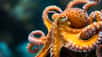 Est-il vrai que la pieuvre a trois cœurs et neuf cerveaux ? Elle a bien huit tentacules, pourquoi pas après tout ? Visiblement, cet animal voit les choses en grand, alors ce ne serait pas si étonnant ! Mais… qu’est-ce qu’il pourrait bien faire avec autant d’organes cérébraux et cardiaques ? Allons-le découvrir !