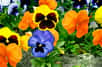 Ces petites fleurs délicates, bisannuelles, annuelles ou vivaces, peuvent apporter une palette de couleurs au jardin ou au balcon toute l’année. Jouez avec les variétés pour mixer les tailles, les couleurs unies, bicolores ou tricolores, les teintes et les périodes de floraison. Préparer les semis au bon moment afin de pouvoir égayer les extérieurs de l’automne jusqu’au printemps.