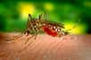 Les scientifiques traquent parasites et virus grâce à des satellites pour prédire plusieurs mois à l'avance des risques d'épidémie de maladies tropicales, comme la dengue ou le paludisme.