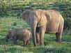 Un article décrit comment des chercheurs ont pu estimer l’âge d’éléphants en se basant sur les sons qu’ils émettent. La méthode développée permettrait de mieux suivre les populations menacées et donc de les protéger.