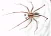 Chez les araignées, les femelles se délectent parfois des mâles qui s’approchent trop près pour copuler. Les survivants devraient prendre leurs jambes à leur cou, ou plutôt leurs pattes à leur céphalothorax. Pourtant, c’est tout l’inverse qui se produit chez au moins un de ces arachnides américains…
