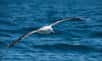 Équipés de balise, des albatros ont participé au programme Ocean Sentinel. Grâce à ces grands oiseaux de mer attirés par les bateaux de pêche, des chercheurs du CNRS et de la Rochelle Université ont pu estimer la proportion des unités naviguant dans l'océan Austral sans système d'identification, et pratiquant une pêche illégale.